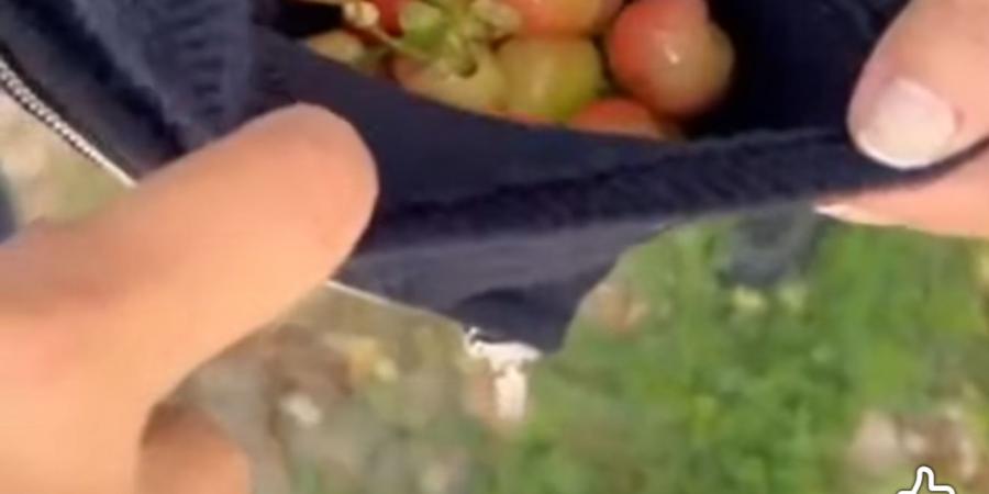 إلهام شاهين تحكي مغامراتها في لبنان: سرقت الكرز وماجدة الرومي أكلته - الكويت الاخباري