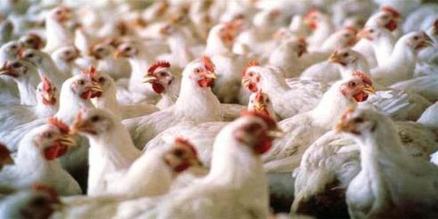 حقيقة نفوق 30% من الدواجن في مصر بسبب فيروس وبائي.. رئيس اتحاد منتجي الدواجن يوضح - الكويت الاخباري