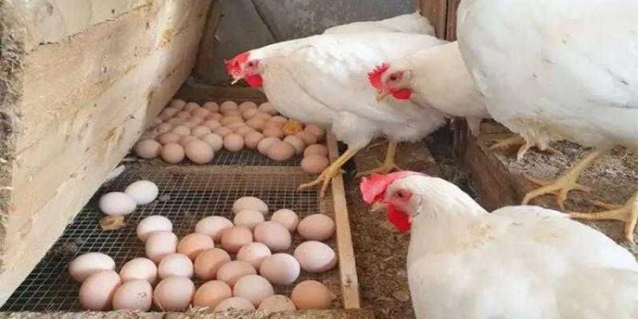 أسعار الدواجن والبيض في الأسواق اليوم الجمعة - الكويت الاخباري