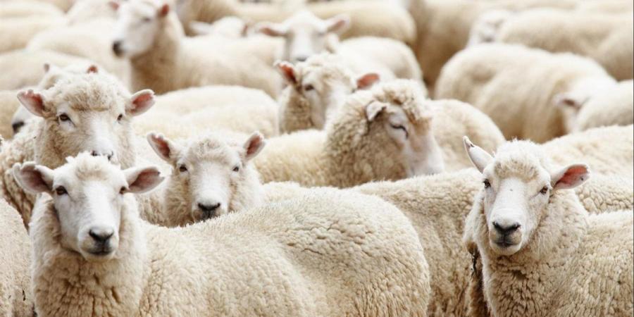 ما هي العيوب التي لا تجوز في الأضحية؟ - الكويت الاخباري