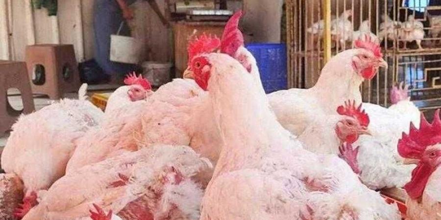 أسعار الدواجن والبيض في الأسواق اليوم الأحد - الكويت الاخباري