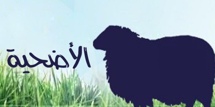 نصائح هامة للمُضحّين فى عيد الأضحى #دين وحياة #دار الإفتاء - الكويت الاخباري