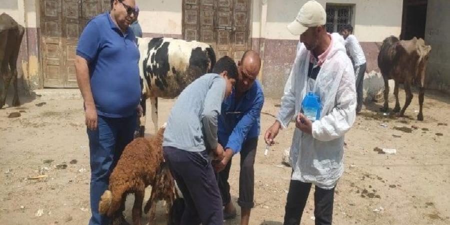 تحصين 23 ألف رأس ماشية ضد مرضي الحمى القلاعية والوادي المتصدع بالبحيرة - الكويت الاخباري