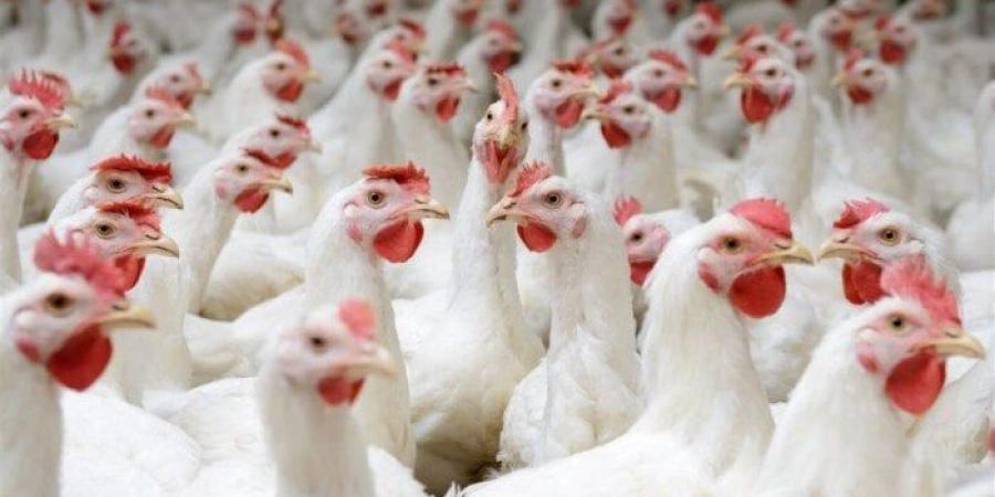 أسعار الدواجن والبيض اليوم الأحد 18 مايو 2025 - الكويت الاخباري