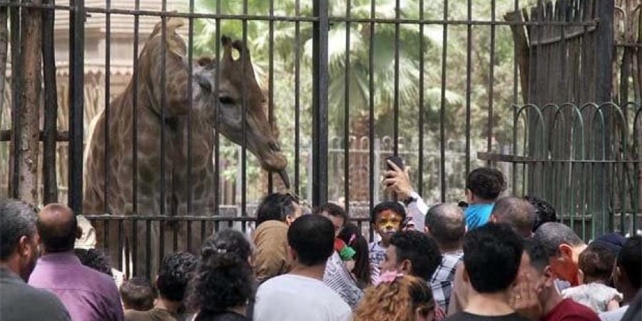 مع اقتراب الانتهاء من تطويرها.. موعد افتتاح حديقة الحيوان بالجيزة رسمياً - الكويت الاخباري