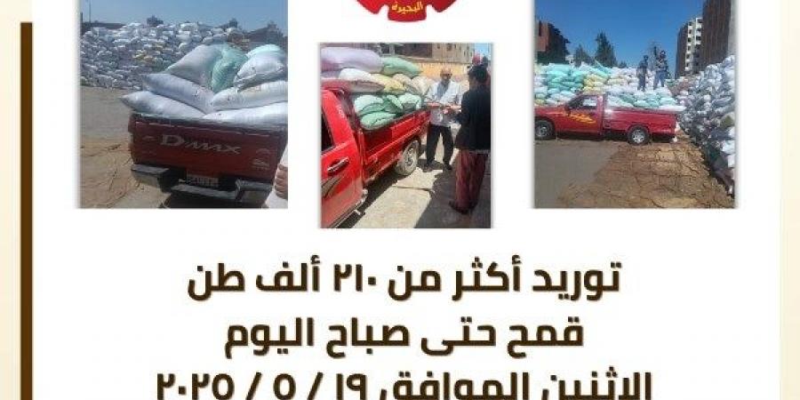 محافظة البحيرة تواصل حصاد الذهب الأصفر وتوريد أكثر من 210 ألف طن قمح - الكويت الاخباري