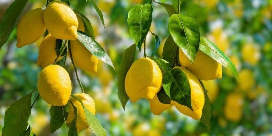 توقعات بانهيار أسعار الليمون 50%.. ونقيب الفلاحين يكشف أسباب التراجع الملحوظ - الكويت الاخباري