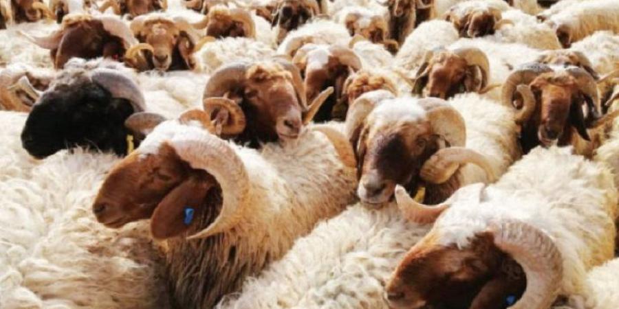 هل الأضحية تجزئ عن الشخص فقط أم جميع أفراد أسرته؟.. أمين الإفتاء يجيب - الكويت الاخباري