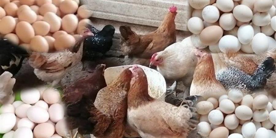 أسعار الدواجن والبيض اليوم الأربعاء.. ومفاجأة فى ثمن البانيه - الكويت الاخباري