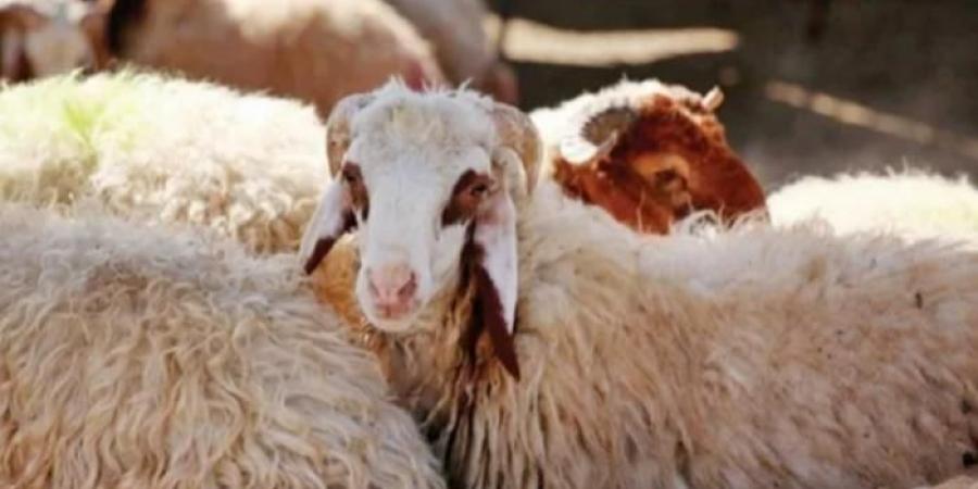 6 أمور شرعية يجب على المضحي اتباعها.. الأزهر للفتوى يكشف عنها - الكويت الاخباري