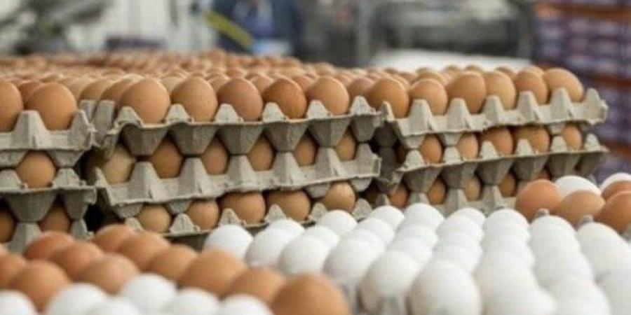 سعر كرتونة البيض اليوم السبت.. البلدي بـ 155 جنيهًا - الكويت الاخباري