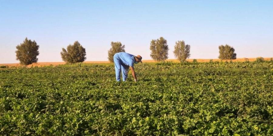 64 فرصة زراعية واعدة بـ 8 مناطق - الكويت الاخباري