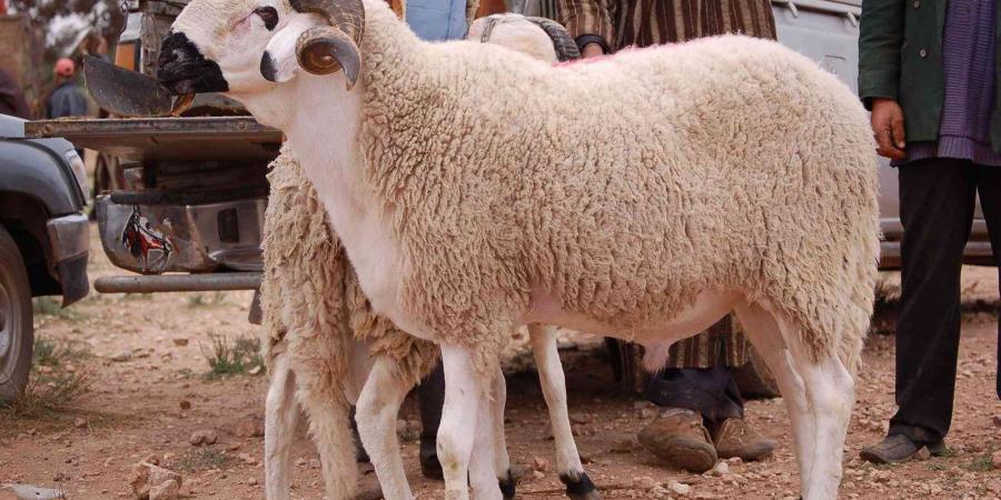 على من تجب الأضحية وهل تجوز من مال الزوجة؟.. الإفتاء تجيب - الكويت الاخباري