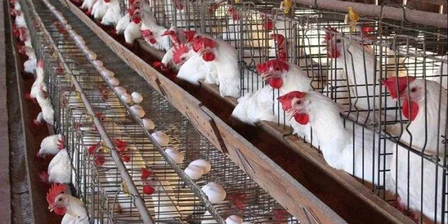 أسعار الدواجن والبيض في الأسواق اليوم الإثنين - الكويت الاخباري