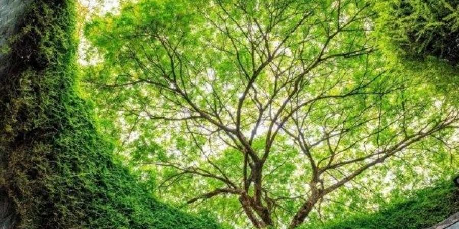 أوراق الأشجار تسبق البشر في التنبؤ بثوران البراكين - الكويت الاخباري
