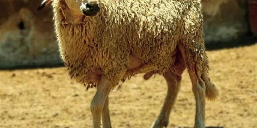نصائح هامة لشراء أضحية العيد بأمان #الصحة #منوعات #اخبار_الصحة #اخبار_منوعة #لايف_ستايل #عيد_الأضحى - الكويت الاخباري