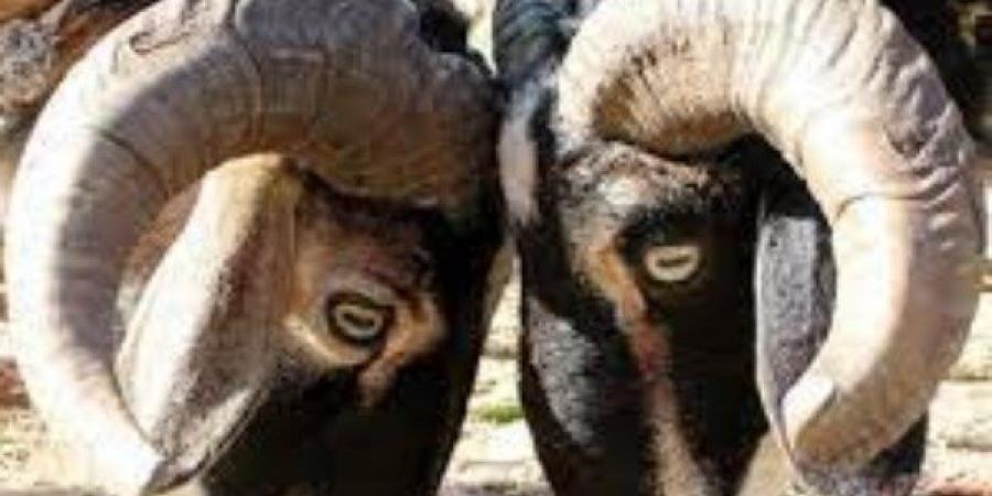 الخدمات البيطرية: رفع درجة الاستعداد بالمجازر استعدادا لعيد الأضحى - الكويت الاخباري