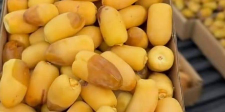 ظهور تباشير الرطب الأولى في الأحساء - الكويت الاخباري