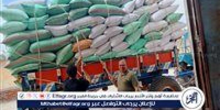 توريد أكثر من 229 ألف طن قمح بـ14 موقعًا في الفيوم خلال موسم 2025 - الكويت الاخباري