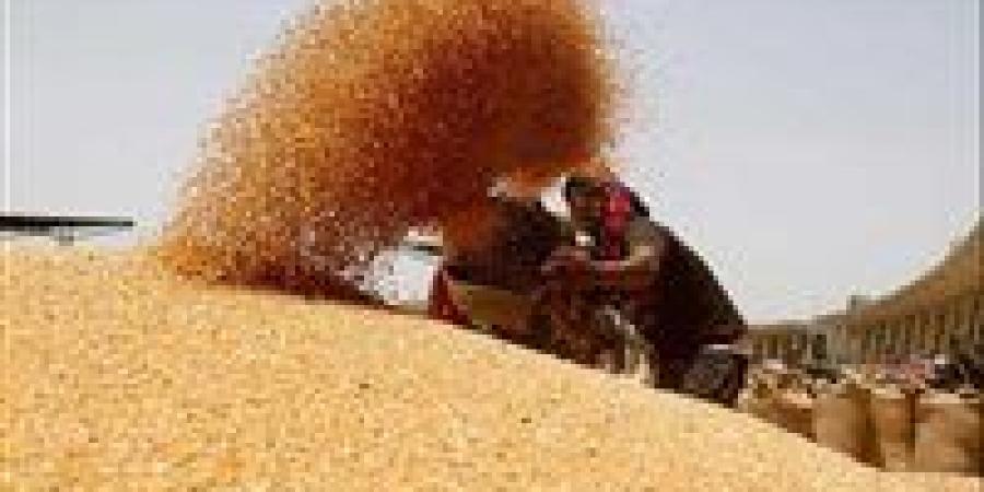 توريد القمح بالإسماعيلية يتجاوز المستهدف.. والتموين: التدخل الفوري لحل أي معوقات - الكويت الاخباري