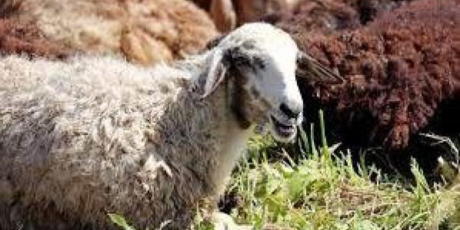 إذا اجتمعت الأضحية والعقيقة فأيهما أولى بالتقديم؟.. الإفتاء تجيب - الكويت الاخباري