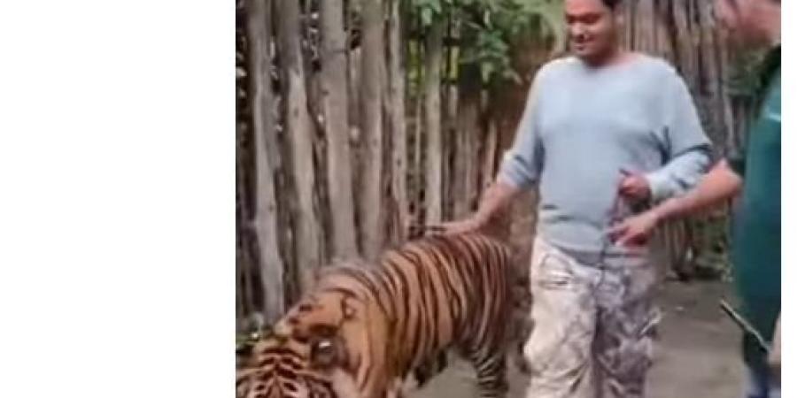 «حاول التقاط سيلفي معه».. نمر ضخم ينقض على سائح «فيديو» - الكويت الاخباري