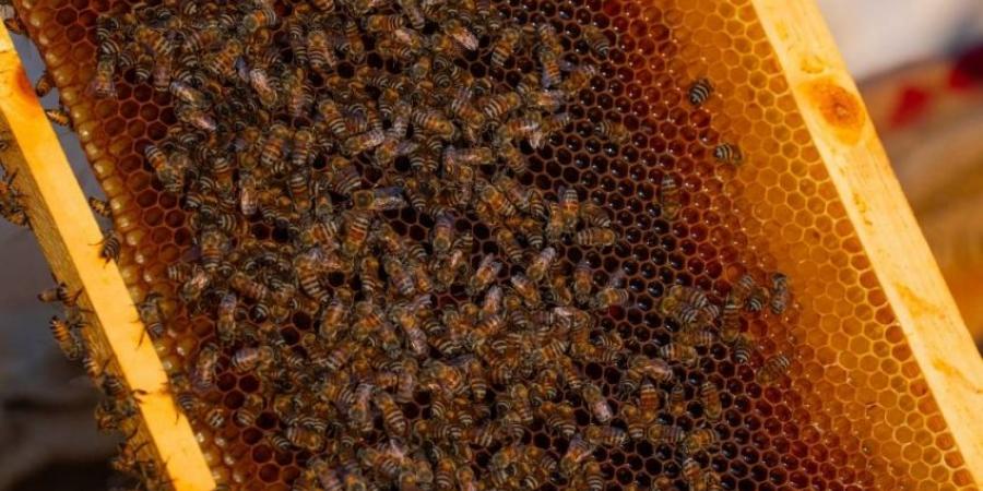 محمية الملك عبدالعزيز تبدأ في إصدار تصاريح تربية النحل - الكويت الاخباري