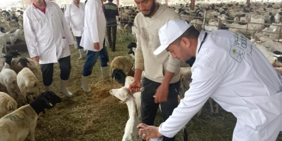 وزير الزراعة يتابع أعمال البعثة البيطرية المصرية للإشراف على الهدي والأضاحي بالمملكة العربية السعودية - الكويت الاخباري