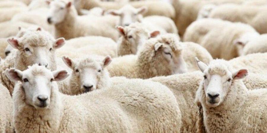 هل يجوز الاقتراض لشراء أضحية عيد الأضحى 2025؟.. الإفتاء تجيب - الكويت الاخباري