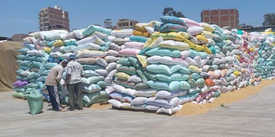 الزراعة: توريد 4 ملايين طن قمح حتى الآن.. ونتوقع الوصول إلى 9.5 مليون طن - الكويت الاخباري