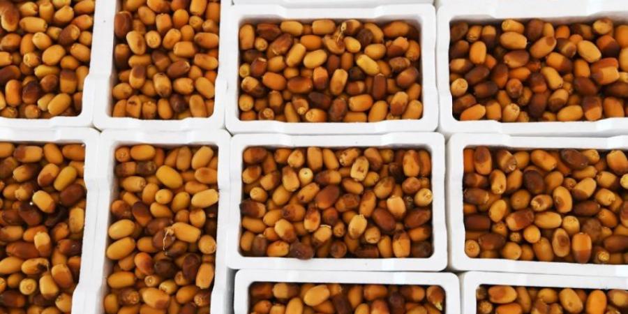 أسواق التمور المركزية بالمدينة المنورة تستقبل بواكير الرطب - الكويت الاخباري