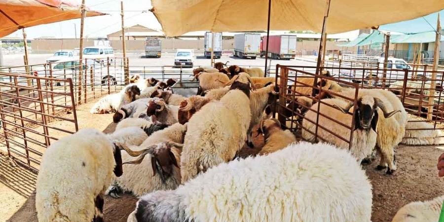 «التجارة» تنفذ جولات ميدانية في أسواق المواشي.. استعداداً لعيد الأضحى - الكويت الاخباري