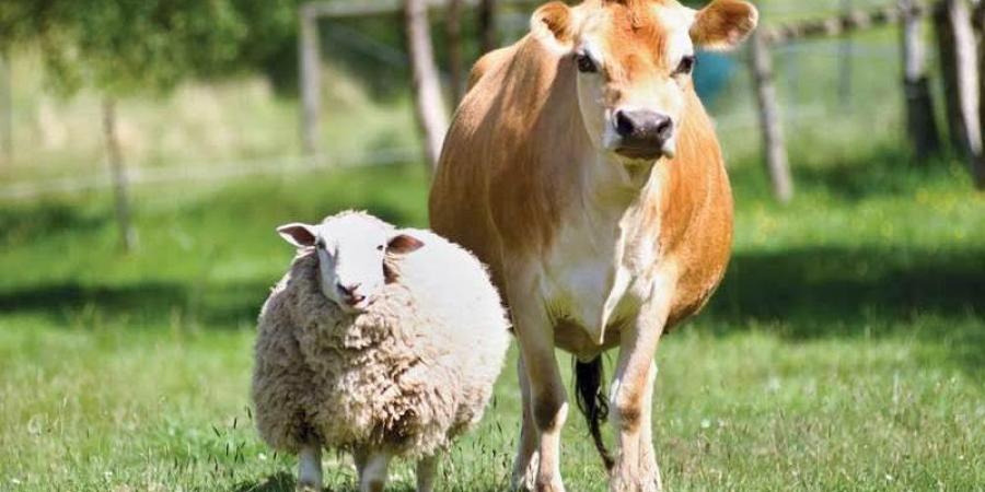 ما هو الأفضل في الأُضحيَّة #دين وحياة #دار الإفتاء - الكويت الاخباري