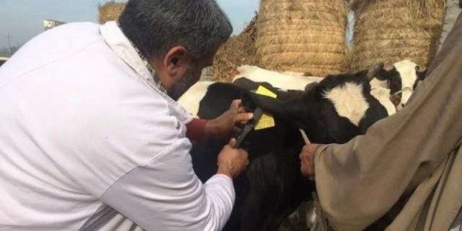 بيطري دمياط: تطعيم أكثر من 64 ألف رأس ماشية ضد الحمى القلاعية والوادي المتصدع - الكويت الاخباري