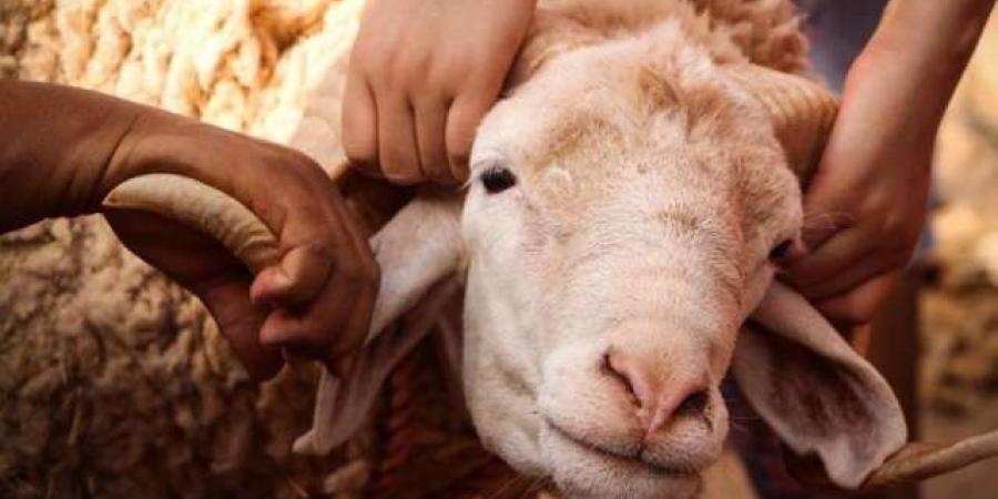 هل تُجزيء الأضحية بالشاة المغصوبة؟ #دين وحياة #دار الإفتاء - الكويت الاخباري