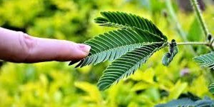 ضوابط بيع النباتات الطبية وفقا لقانون مزاولة مهنة الصيدلة - الكويت الاخباري