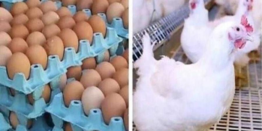 أسعار الدواجن والبيض في الأسواق اليوم الخميس - الكويت الاخباري