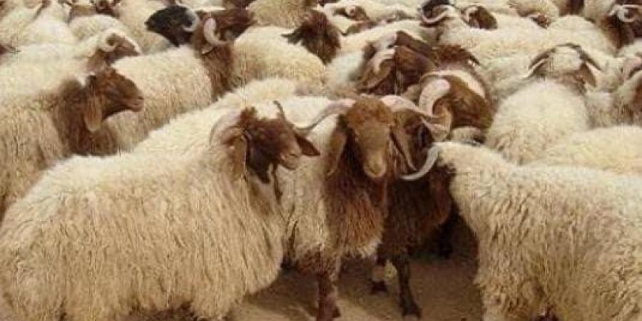 "الزراعة": المجازر الحكومية تستقبل أكثر من 9800 أضحية خلال أول أيام العيد - الكويت الاخباري
