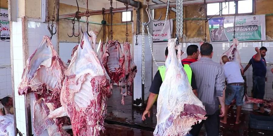 إقبال كبير على المجـ.ازر الحكومية في أول أيام العيد بكفر الشيخ.. صور - الكويت الاخباري