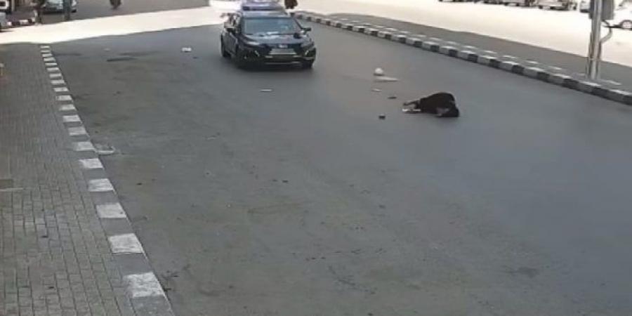 ضبط طالب جامعي أطاح بسيدة مُسنة بسيارته في طنطا - الكويت الاخباري