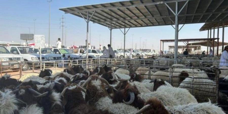 محرم القادم .. بيع المواشي بالميزان لمواجهة التلاعب بالاسعار - الكويت الاخباري
