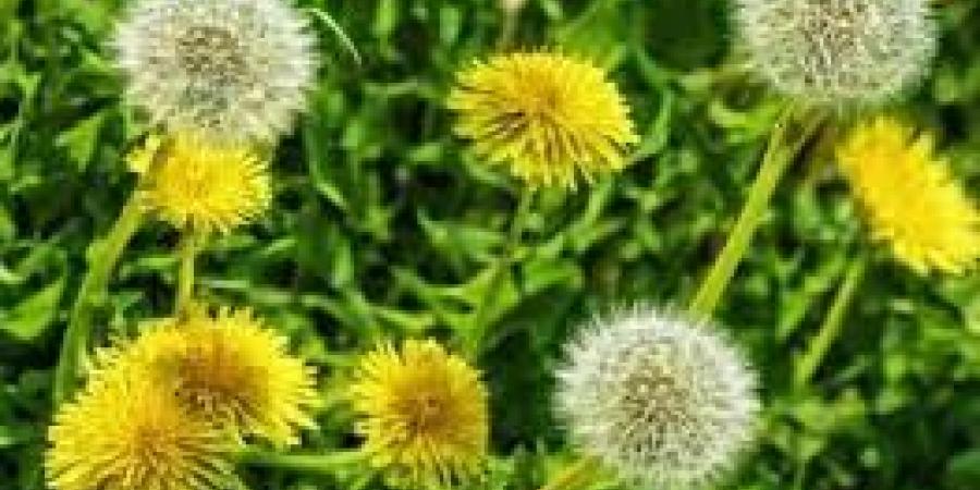 هتخلصك من كل السموم .. مشروبات أساسية للحفاظ على الصحة والنشاط - الكويت الاخباري