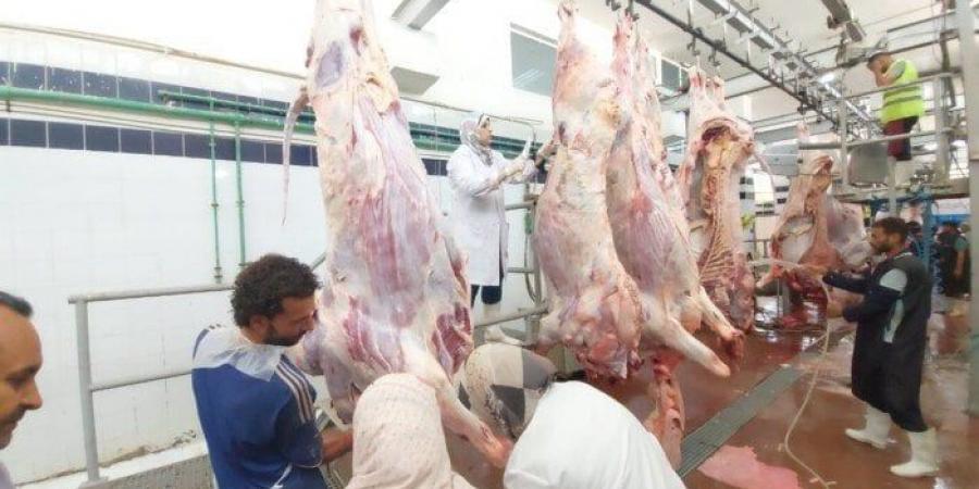 انتظام العمل بمجازر البحر الأحمر فى ثانى أيام عيد الأضحى المبارك - الكويت الاخباري
