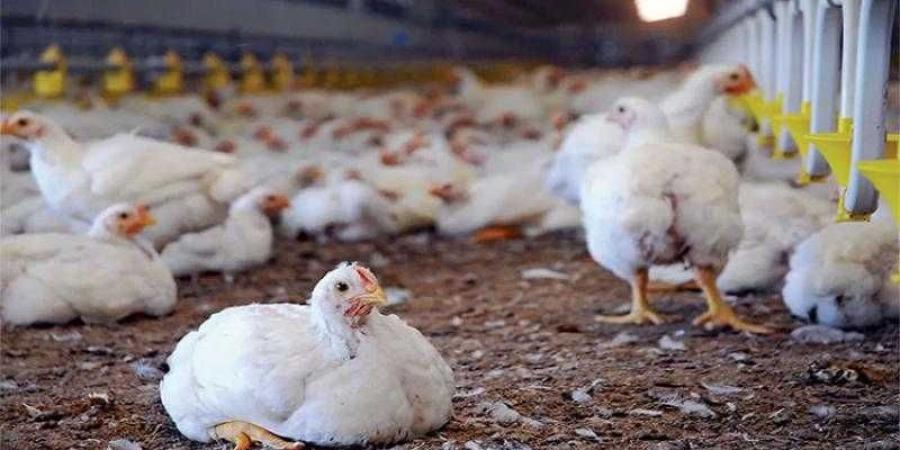أسعار الدواجن والبيض في الأسواق اليوم السبت - الكويت الاخباري