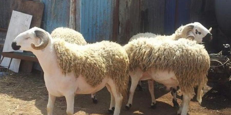 الجمع بين الأضحية والعقيقة .. الحكم الشرعي لدمج النيتين - الكويت الاخباري