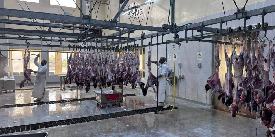 4840 ذبيحة في مقاصب رأس الخيمة - الكويت الاخباري