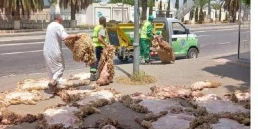 حملة لجمع جلود الأضاحى فى الجزائر.. اعرف التفاصيل - الكويت الاخباري