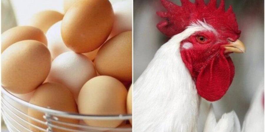 أسعار الدواجن والبيض في مصر اليوم الثلاثاء 10 يونيو 2025 - الكويت الاخباري