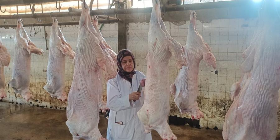 3443 أضحية بمجازر الجيزة وغرفة عمليات للتعامل مع شكاوى المواطنين - الكويت الاخباري
