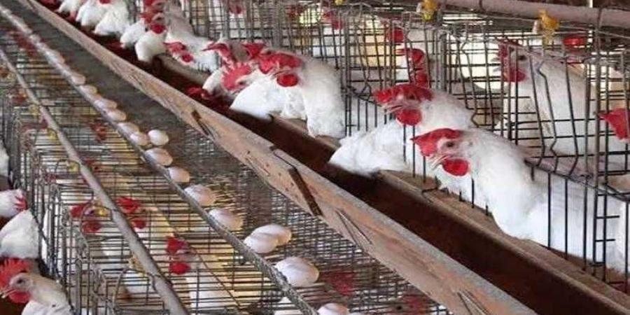 أسعار الدواجن والبيض في الأسواق اليوم الثلاثاء - الكويت الاخباري